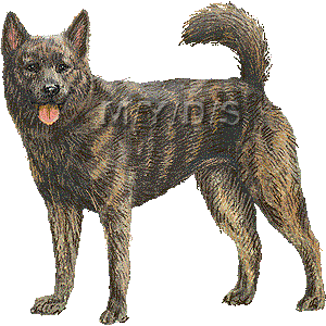 甲斐犬のイラスト／無料素材集（条件付）