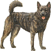 甲斐犬のイラスト／フリー素材（条件付）