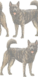 甲斐犬の壁紙／非営利無料イラスト