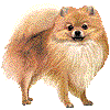 ぽめらにあんのあいこん