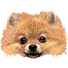 ポメラニアン・あいこん