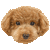 Toy Poodle thumbnail