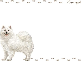 サモエドの年賀状／非商用無料イラスト