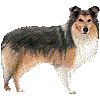 しぇっとらんどしーぷどっぐのあいこん