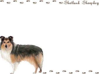 シェットランド シープドッグ、シェルティの年賀状／非商用無料イラスト