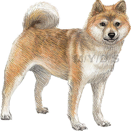 柴犬のイラスト／条件付フリー素材集