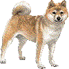 しばいぬのあいこん