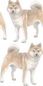 柴犬の壁紙／非営利無料イラスト