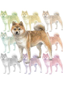 ポスカ・柴犬／条件付フリー素材