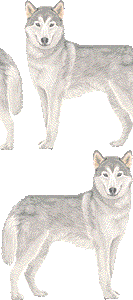 シベリアンハスキーの壁紙／非営利無料イラスト