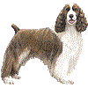 いんぐりっしゅすぷりんがーすぱにえるのあいこん
