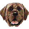 土佐犬・あいこん