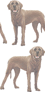 土佐犬の壁紙／非営利無料イラスト