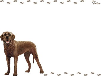土佐犬（とさいぬ・とさけん）の年賀状／非商用無料イラスト