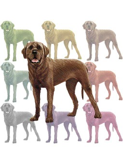 ポスカ・土佐闘犬／条件付フリー素材