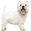 うえすとはいらんどほわいとてりあのあいこん