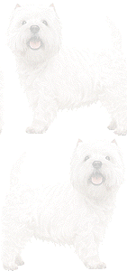 ウエストハイランドホワイトテリヤの壁紙／条件付きフリー画像