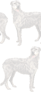アイリシュウルフハウンドの壁紙／条件付きフリー画像