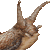 Giant African Land Snail, East African Land Snail thumbnail