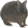 あまみのくろうさぎのあいこん