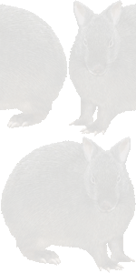 奄美黒兔（うさぎ）の壁紙／条件付きフリー画像
