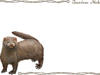 ミンク（アメリカミンク）の年賀状／非商用無料イラスト