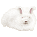 アンゴラ兔・アイコン
