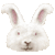 アンゴラウサギのサムネイル