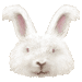 アンゴラ兎のアイコン