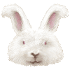 あんごらうさぎのあいこん