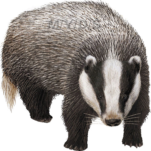 （穴熊）アナグマのイラスト／条件付フリー素材集