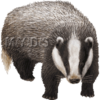 アナグマのイラスト／フリー素材（条件付）
