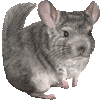 チンチラ・あいこん