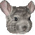 チンチラのサムネイル