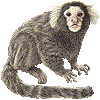 こもんまーもせっとのあいこん