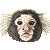Common Marmoset thumbnail