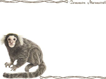 コモン マーモセットの年賀状／非商用無料イラスト