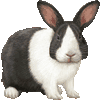 ダッチ(兎)・あいこん