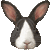 ダッチ(兎)のサムネイル