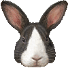 だっちのあいこん