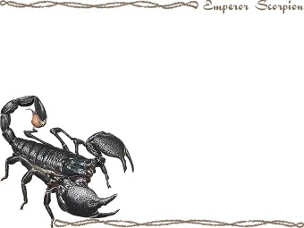 （大王蠍）ダイオウ サソリの年賀状／非商用無料イラスト