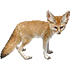 ふぇねっくぎつねのあいこん