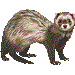 ふぇれっと・アイコン