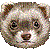 フェレットのサムネイル
