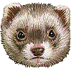 ふぇれっとのあいこん
