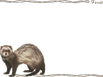 フェレットの年賀状／非商用無料イラスト