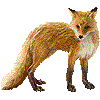 きたきつねのあいこん