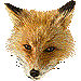 キタキツネ・アイコン