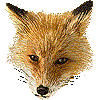 キタキツネ・あいこん