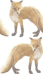 キタキツネの壁紙／非営利無料イラスト